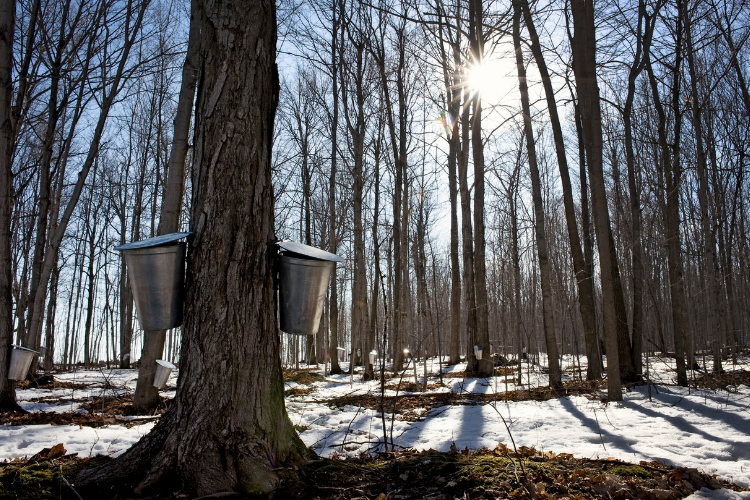 Maple Syrup Farms - Northeast Ohio - Cutler Real Estate